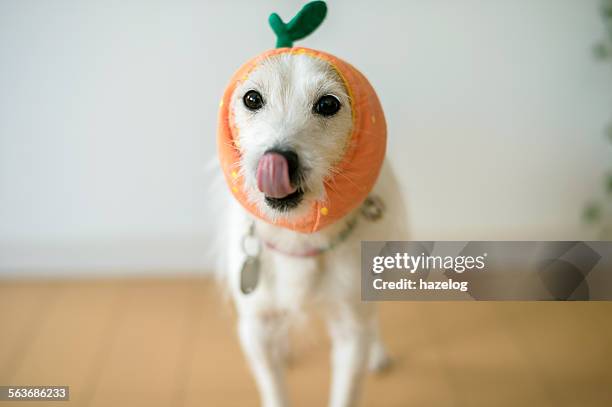 the cute dog stick out tongue with a tangerine cap - tangerine 2015 film stock-fotos und bilder