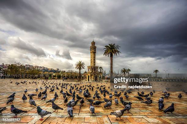 konak, izmir - columbiformes stock pictures, royalty-free photos & images