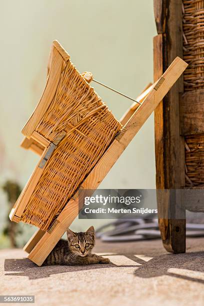 kitten below children's monte sledge - madeira material stock pictures, royalty-free photos & images