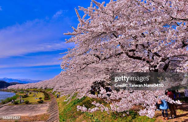 cherry blossoms - akita prefecture stock pictures, royalty-free photos & images