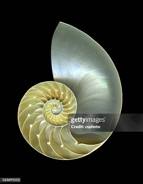 nautilus shell macro closeup isolated on black - shell fossil stock pictures, royalty-free photos & images