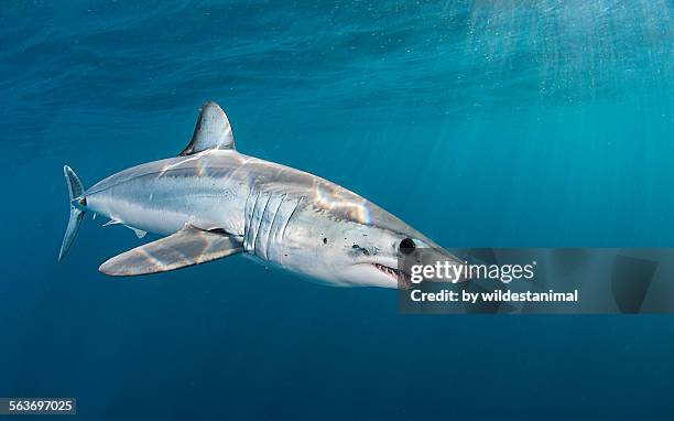 Moko Fish Mako Fish Photos and Premium High Res Pictures - Getty Images