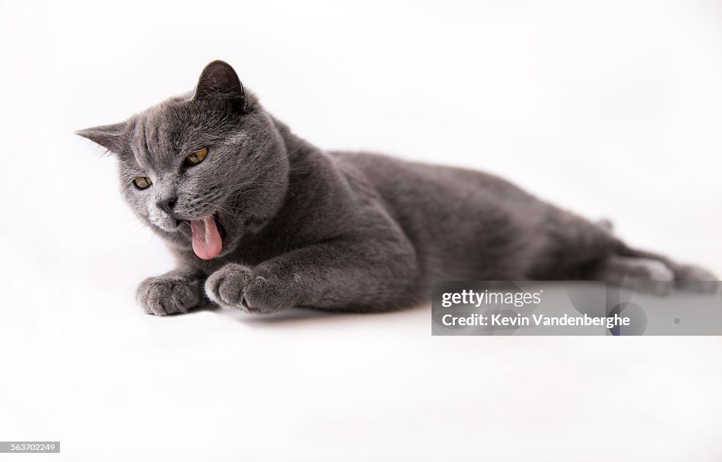 British shorthair cat showing tongue