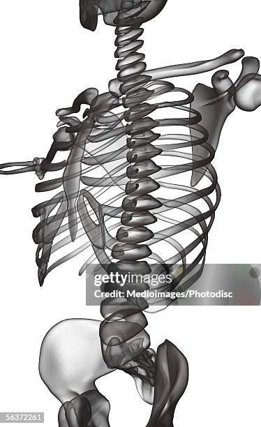 26 Mid Section View Of A Human Skeleton Stock Photos, High-Res Pictures ...
