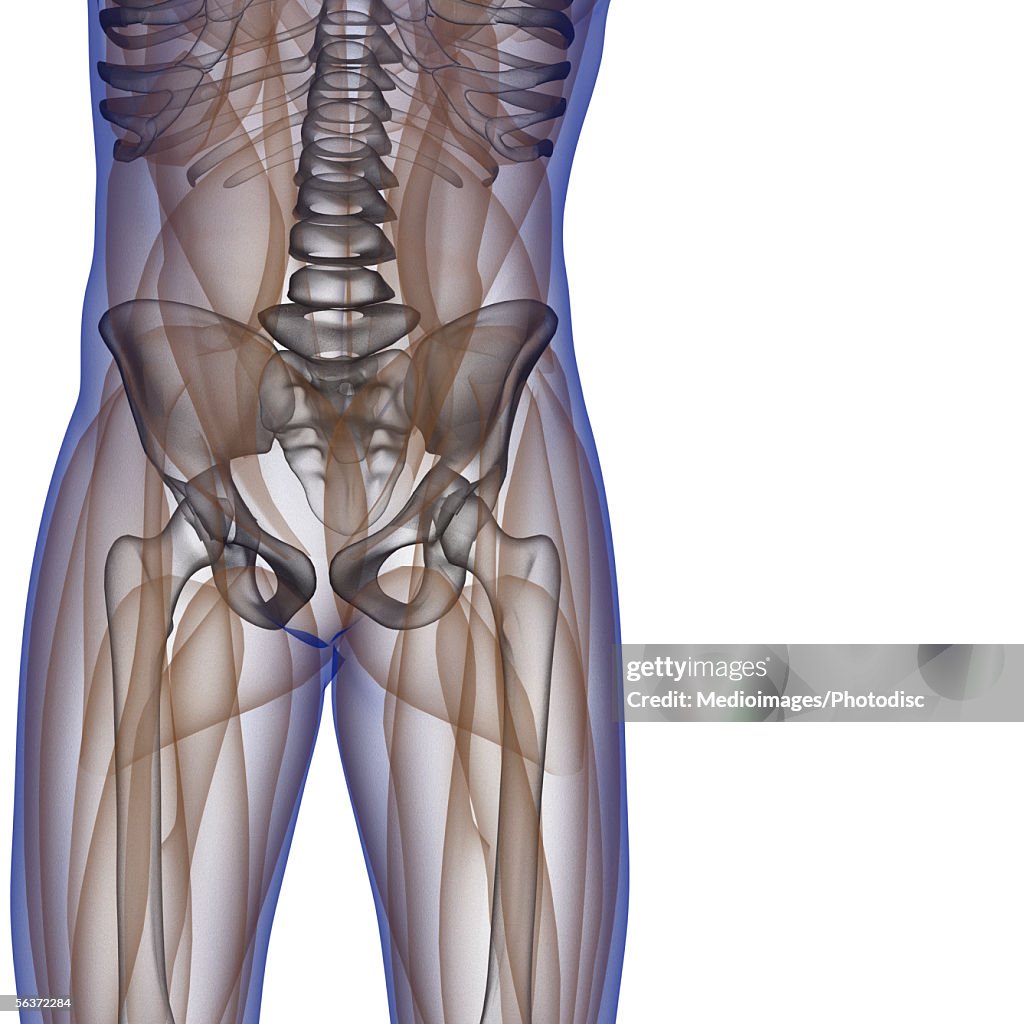 Mid Section View Of The Bone Structure Of A Human Body High-Res Vector ...