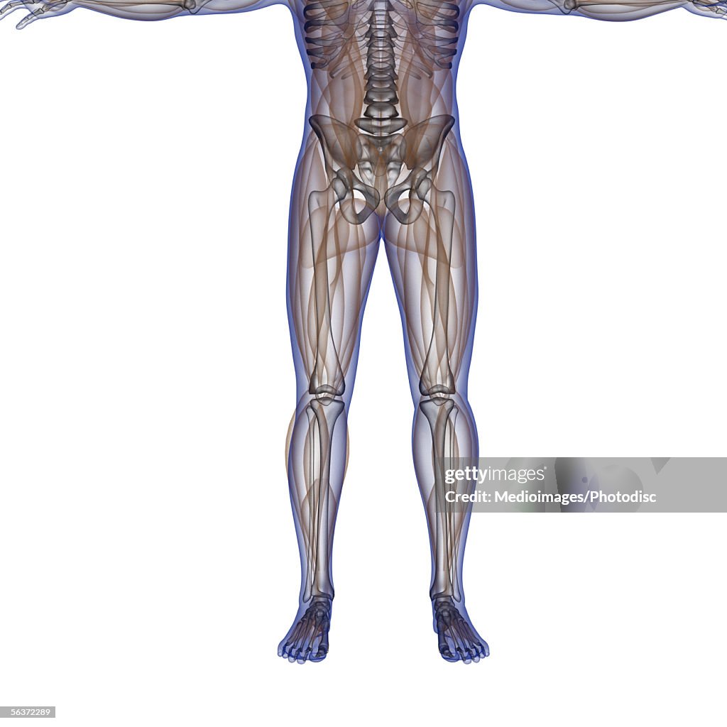 Bone structure of a human body