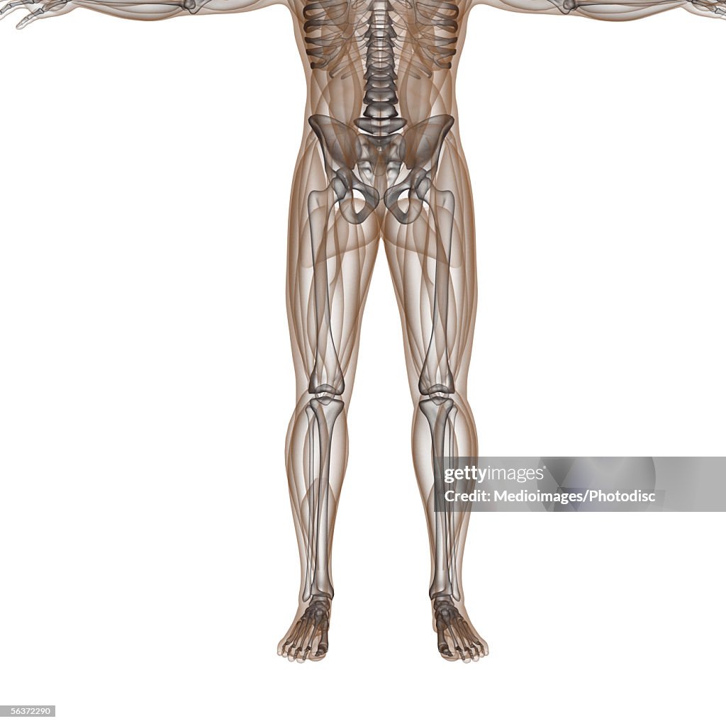 Bone Structure Of A Human Body High Biology Diagrams