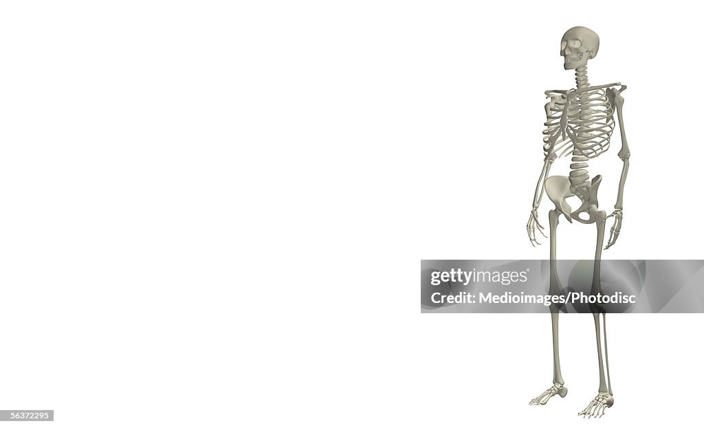 Bone Structure Of A Human Body High Biology Diagrams