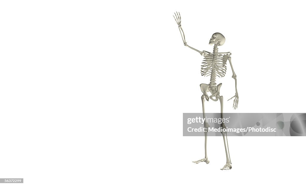 Bone Structure Of A Human Body High Biology Diagrams
