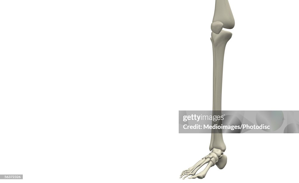 Structural Leg Closeup Of The Bone Structure Of A Human Leg High-Res Vector Graphic ...