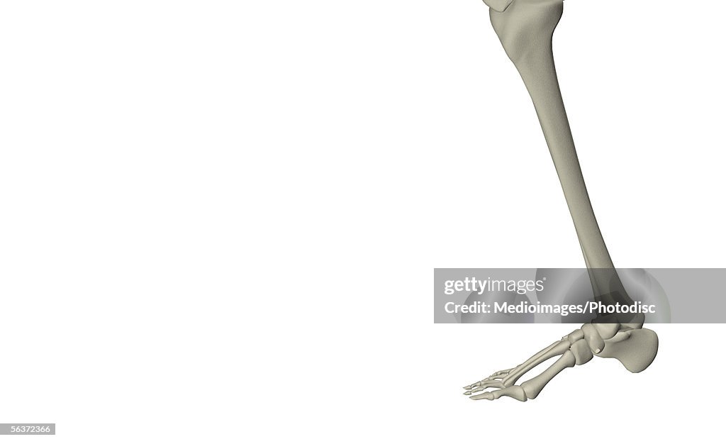Side profile of the bones of a human leg