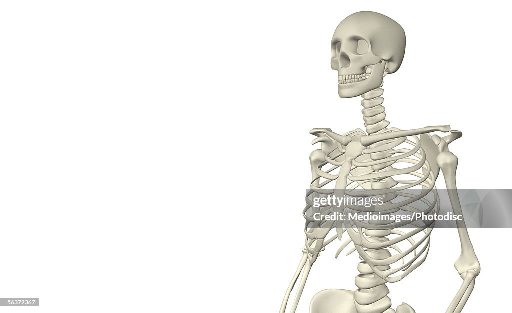 Close-up of a human skeleton