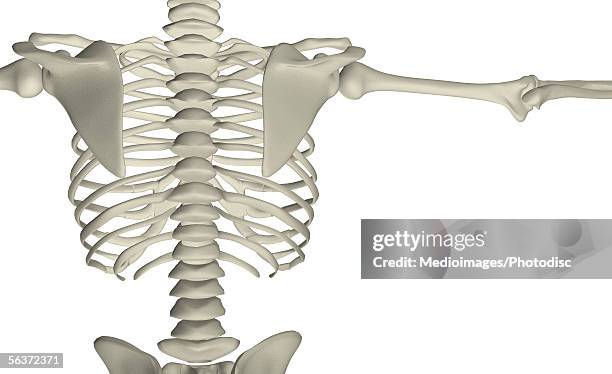 26 Mid Section View Of A Human Skeleton Stock Photos, High-Res Pictures ...