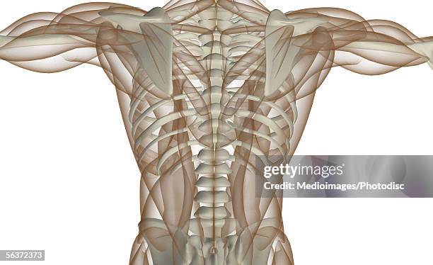 Mid Section View Of A Human Skeleton Photos and Premium High Res ...