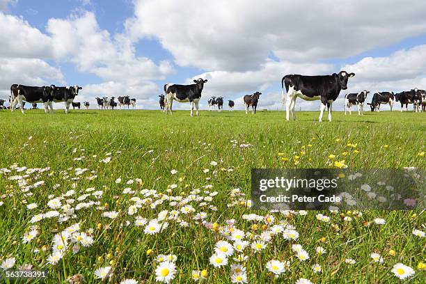 black and white cows in a daisy field - british flowers stock pictures, royalty-free photos & images