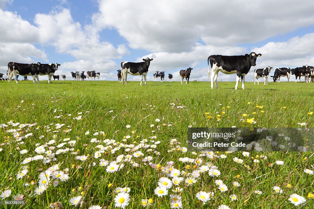 Black and white cows in a daisy field