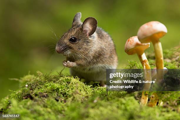wood mouse - wood mouse stock pictures, royalty-free photos & images