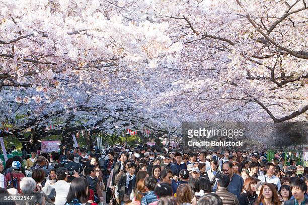 crowds under cherry blossoms - hanami stockfoto's en -beelden