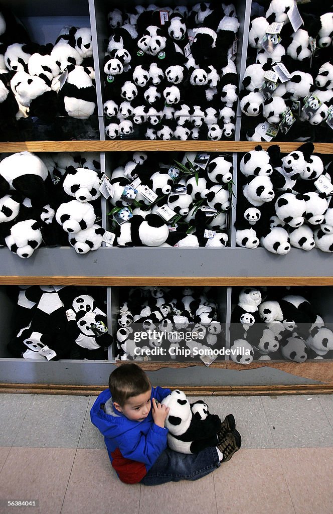 Visitors Flock To See Smithsonian Zoo's Newest Panda Cub