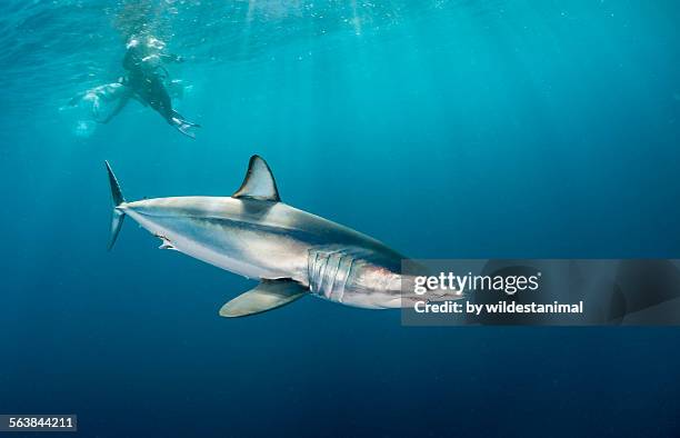 silver skin - silver shark stock pictures, royalty-free photos & images