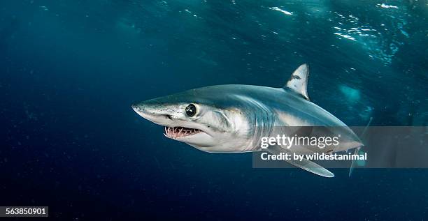 mako on patrol - mako stock pictures, royalty-free photos & images