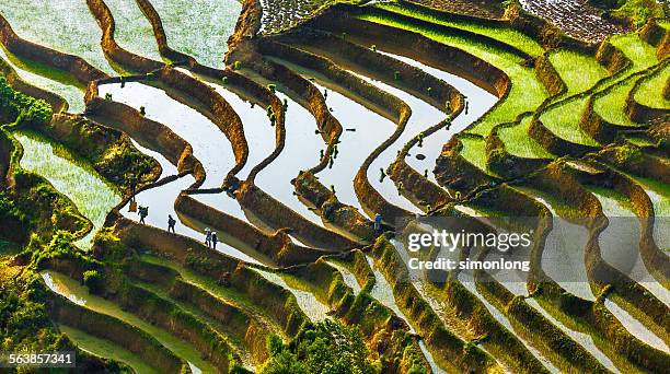 yuangyang rice terrace, yunnan, china - yunnan province stock pictures, royalty-free photos & images