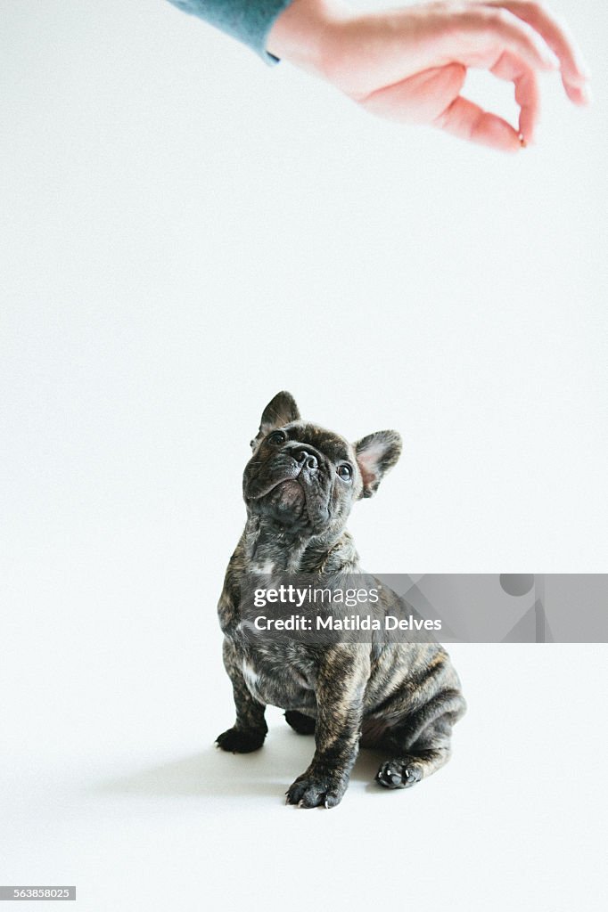 French bulldog puppy sitting waiting for food