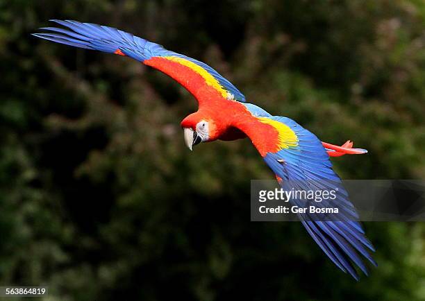 scarlet macaw on the wing - scarlet macaw fotografías e imágenes de stock