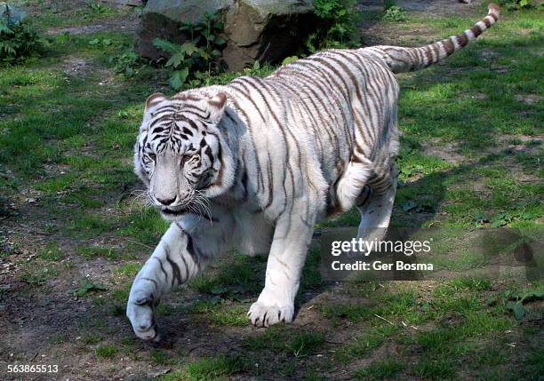 white bengal tiger hunter - indian tigers stock pictures, royalty-free photos & images