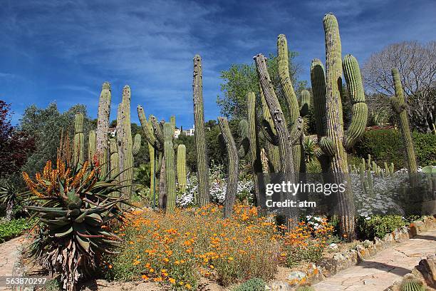 Piyna Flowers 34 Pinya Stock Photos, High-Res Pictures, and Images - Getty Images