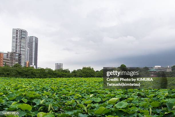 shinobazu pond, ueno, tokyo - shinobazu pond stock pictures, royalty-free photos & images