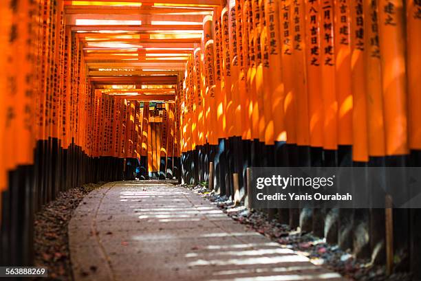 fushimi inari shrine in kyoto, path of torii - fushimi inari schrein stock-fotos und bilder