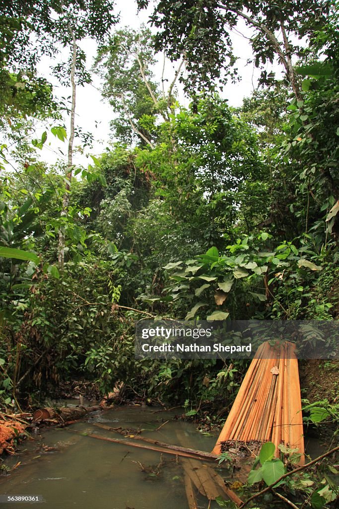 Coastal Ecuador Rainforest, illegal logging