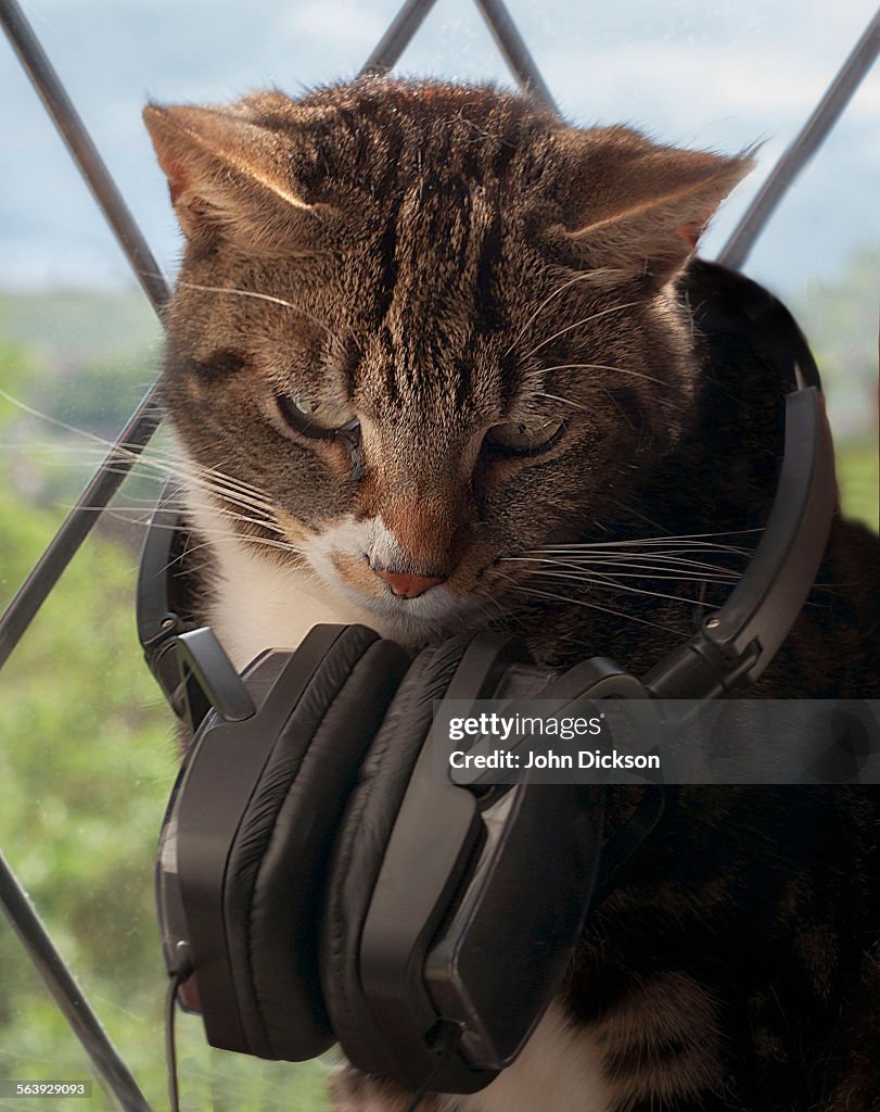 Domestic cat wearing headphones.