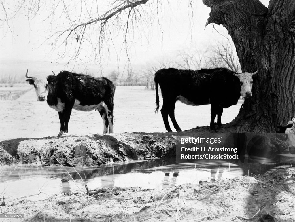 1950s TWO HEREFORD CATTLE...