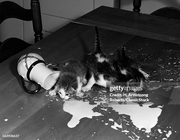 1950s THREE KITTENS ON TABLE TOP LAPPING UP SPILLED MILK FROM OVERTURNED PITCHER