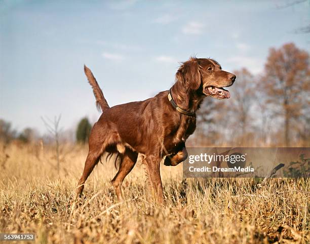 Point Setter 153 Point Setter Stock Photos, High-Res Pictures, and Images - Getty Images