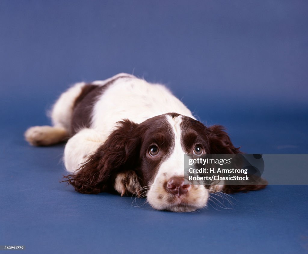 1980s SPRINGER SPANIEL DOG...