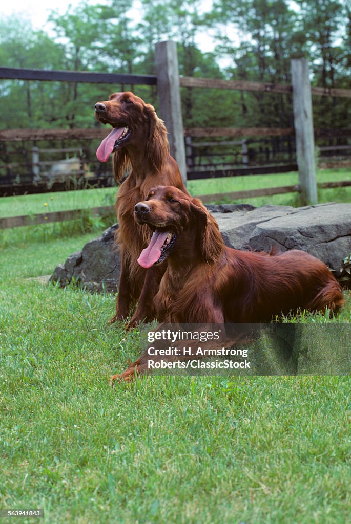 TWO IRISH SETTER DOGS...