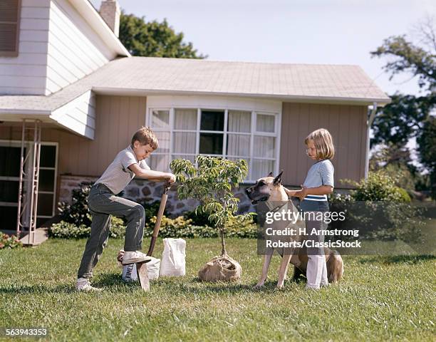 1960s BOY GIRL DOG PLANTING TREE FRONT SUBURBAN HOUSE