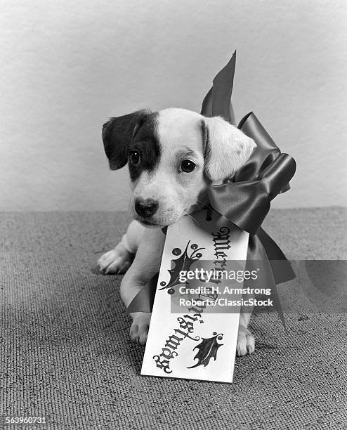 1940s CUTE GIFT PUPPY MERRY CHRISTMAS BOW AND TAG