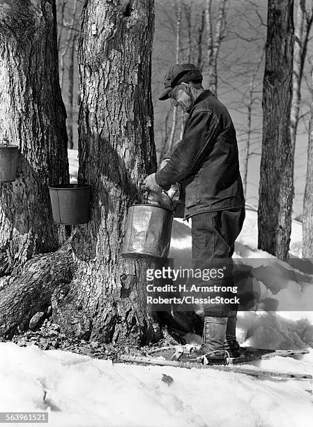 1930s 1940s MAN TAPPING MAPLE SUGAR TREES IN MAINE