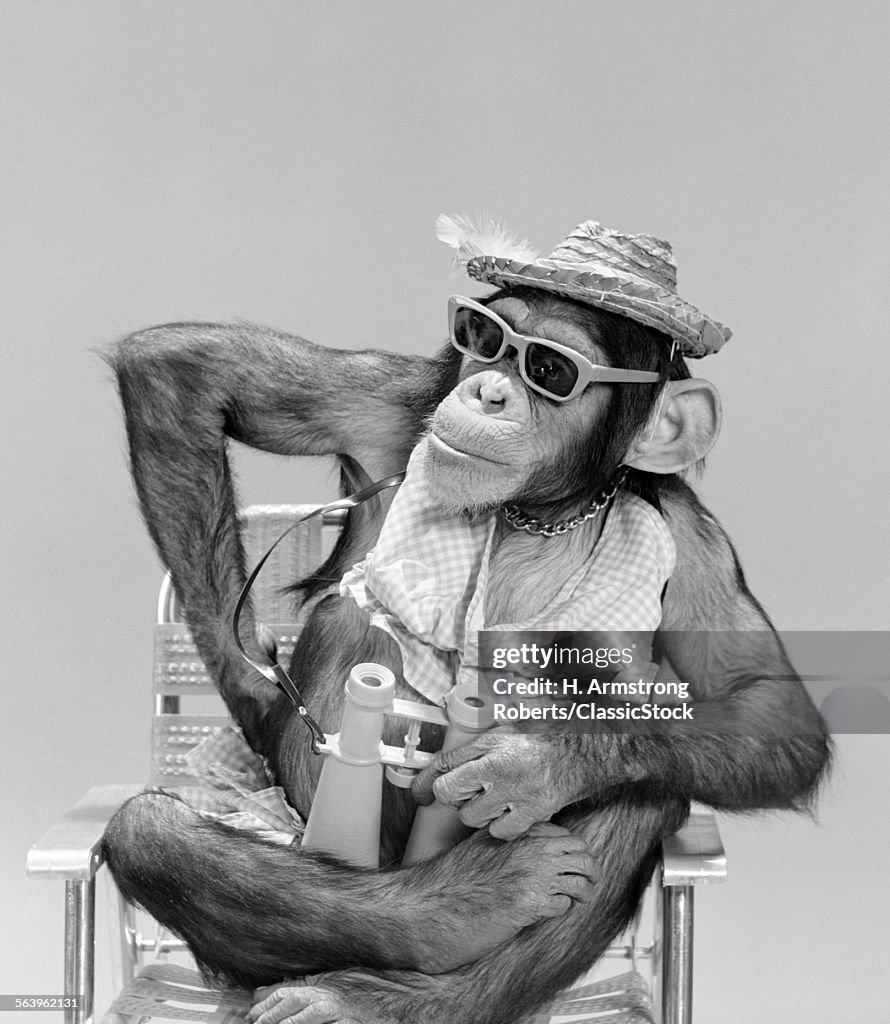 1960s MONKEY CHIMPANZEE...