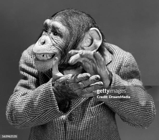 Animal Clapping Animal Clapping Photos and Premium High Res Pictures - Getty Images