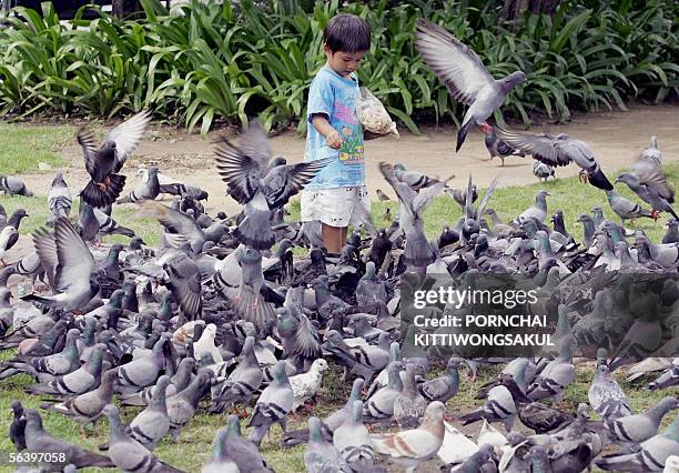 Boy feeds pigeons at a park in Bangkok, 25 October 2005. A five-year-old boy has died of bird flu in central Thailand, marking the country's 14th...