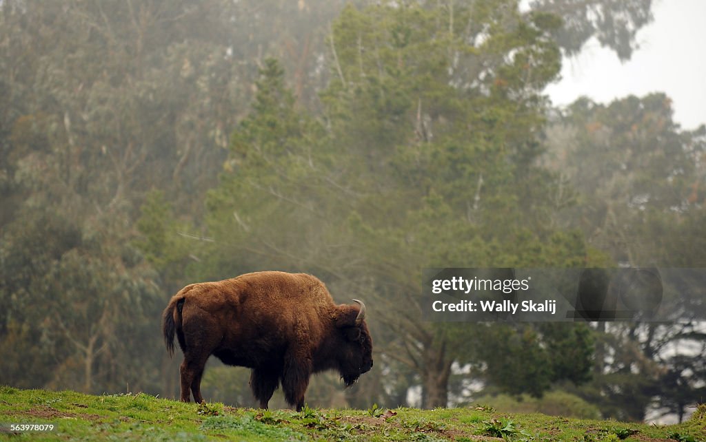 A bison roams a hill at Golden Gate Park in San Francsico.