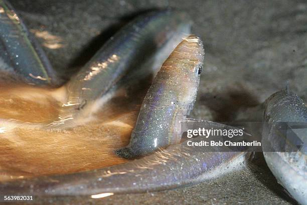 Female grunion lays eggs in the sand with just her head sticking out as male grunion gyrate around her attempting to fertalize the eggs as volunteers...