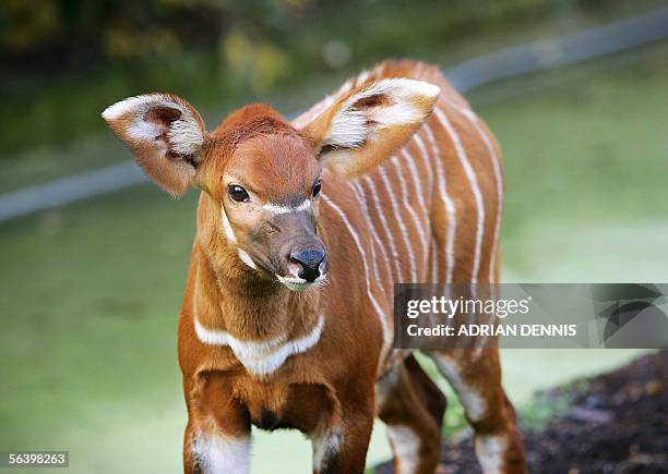 London, UNITED KINGDOM: A male baby bongo calf ventures out into the cold with its mother 09 December 2005 in their enclosure at London Zoo. The...
