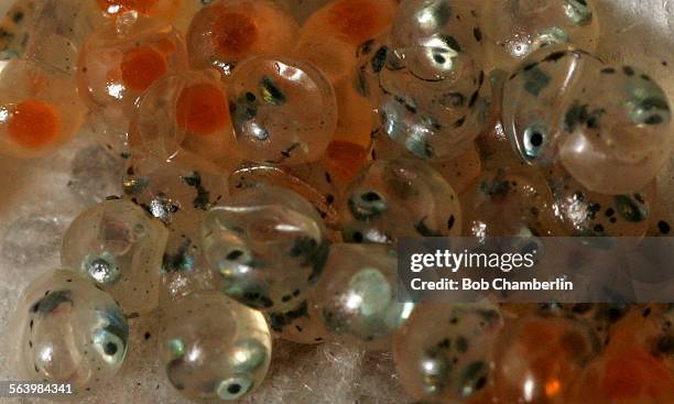 Thousands of grunion eggs which were collected by volunteers at the Cabrillo Marine Aquarium on .