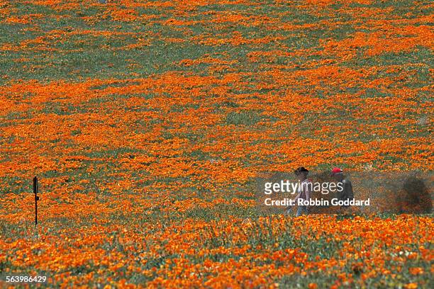 Visitors walk down Godde Hill Poppy Loop North Trail, at the Antelope Valley California Poppy Reserve, Wednesday, April 16 during the height of the...